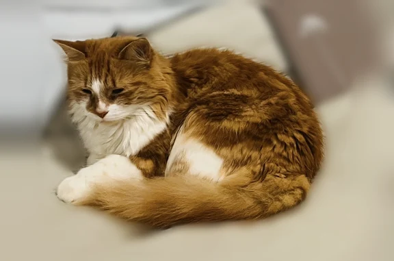 Lost cat, Middlebrook Place, Fairfield - small orange with fluffy tail - photo