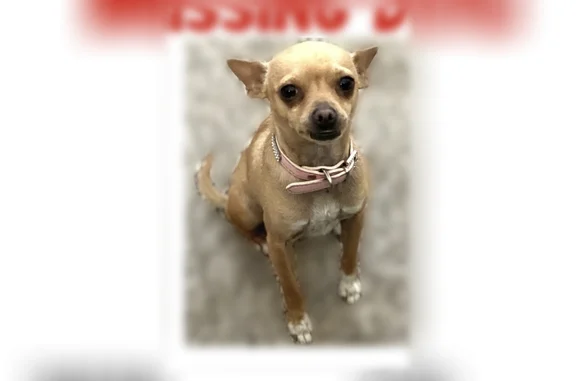 Lost dog, Surprise, Arizona - female small tan chihuahua - photo
