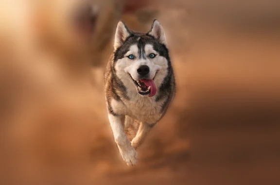 Lost dog, Mojave, California - male husky with blue eyes - photo