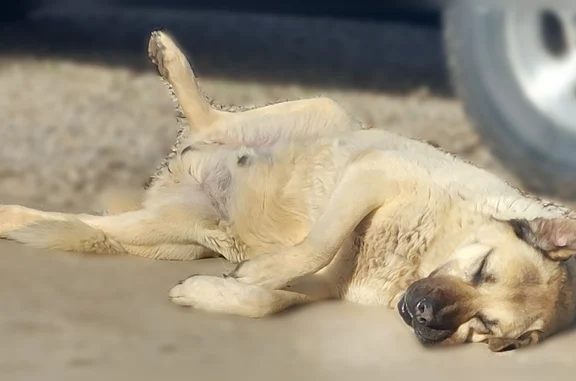 Lost dog, North 300 Road, Edgerton - large tan Anatolian Shepherd - photo