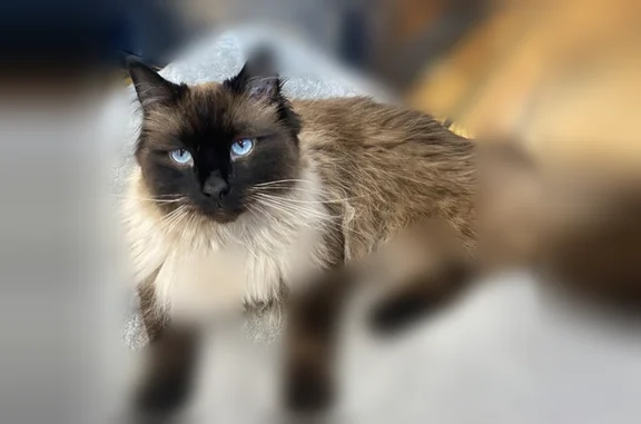 Lost male cat, West 1st Street, Mesa - photo