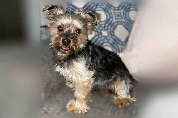 Lost dog, Rassler Avenue, Las Vegas - brown and black coat - photo