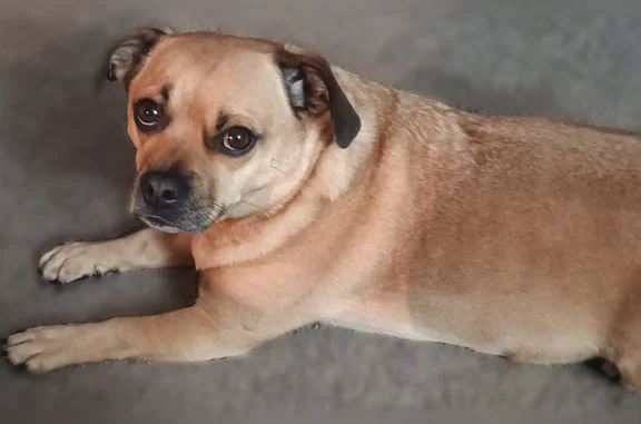 Lost dog, Riverview Avenue, Pittsburgh - tan coat with black face - photo