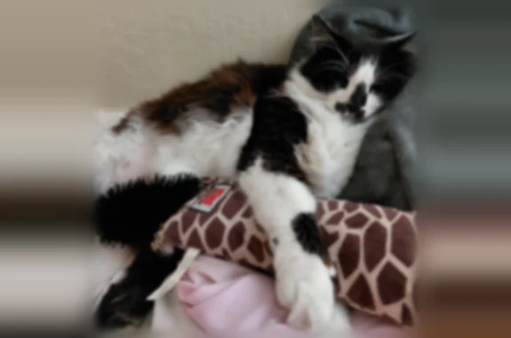 Lost male cat, Brookdale Avenue, Mountain View - Oreo, a fluffy tuxedo - photo