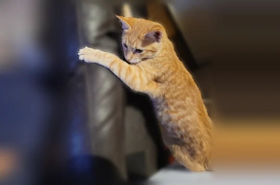 Lost female cat, Franklin Avenue, Gulfport - orange with sores - photo