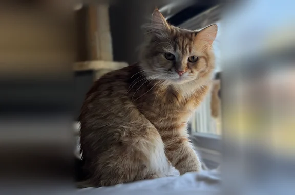 Lost cat, Robin Hood Road, Clifton - male with m-shaped stripe - photo