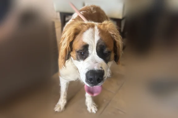 Found dog Brea, photo: Found female dog, South Diamond Bar Boulevard, Diamond Bar