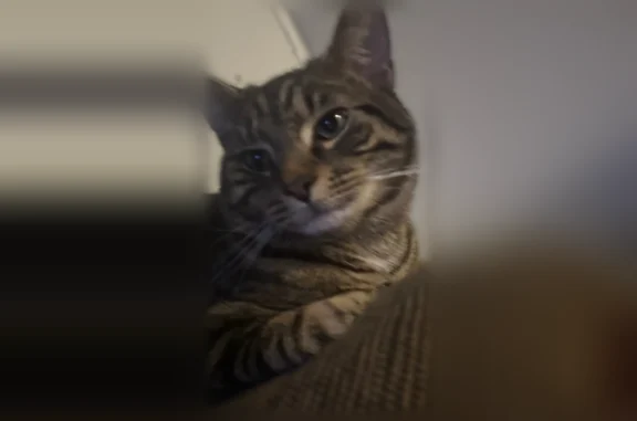 Lost cat, Turlington Road, Newport News - brown with black stripes - photo