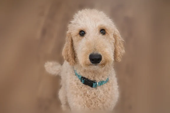 Lost male dog, Cheatham Road, 800, Griffin - medium size with curly poodle-like hair - photo