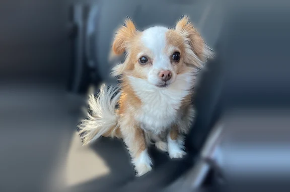 Lost dog, Alton Tucker Sr. Boulevard, Warner Robins - older, white/tan female - photo