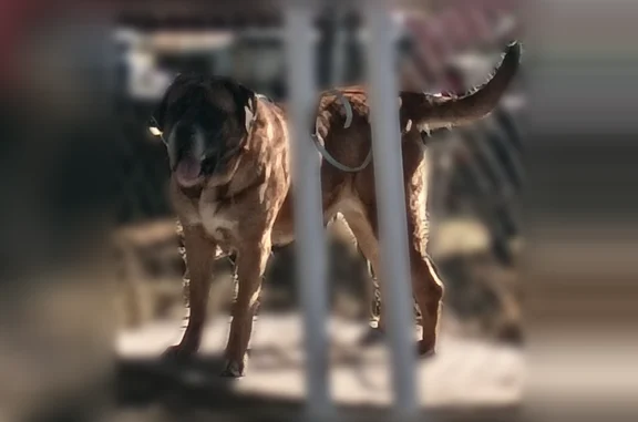 Missing dog Indianapolis, photo: Lost female dog, West 400 South, 132, Indianapolis - apricot English Mastiff