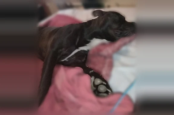 Lost dog, Reese Drive, Saucier - black with a white chest patch - photo