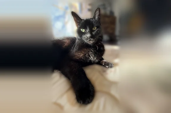 Lost cat, Sharps Street, Fort Collins - black with pink collar - photo