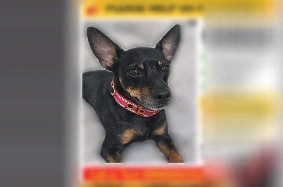 Lost dog, Northeastern Avenue, Indianapolis - male, black with burgundy collar - photo