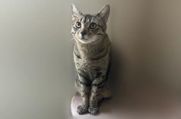 Lost cat, Hancock Street, Brooklyn - spayed female with a bald spot - photo