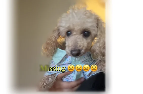 Lost female dog, Merriman Road, Medford, Portland - light brown color - photo