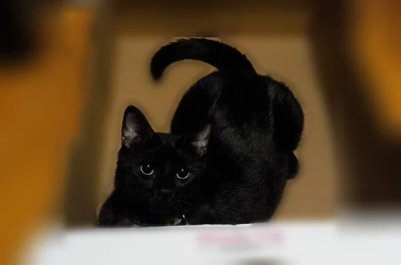 Missing cat Denver, photo: Missing cat Male, Denver (usl535285)