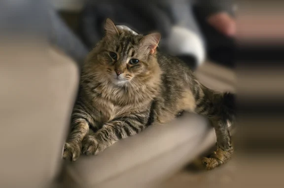 Lost cat, Blake Road, 301, Oxford - multi color - photo