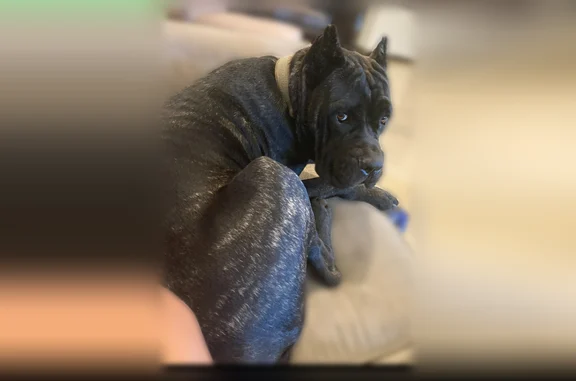 Lost female dog, Palm Boulevard, Brownsville - photo