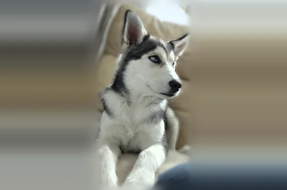 Lost dog, Lake Ann, Southfield - young husky with heterochromia - photo