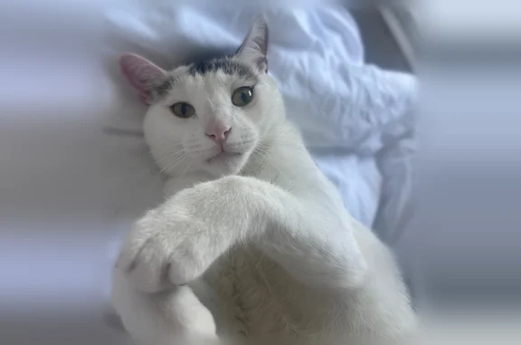 Lost male cat, Arden Villas Boulevard, Orlando - white fur with black spots - photo