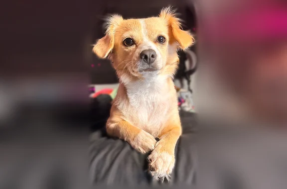 Lost dog, South 40th Street, Tacoma - female with pink collar - photo