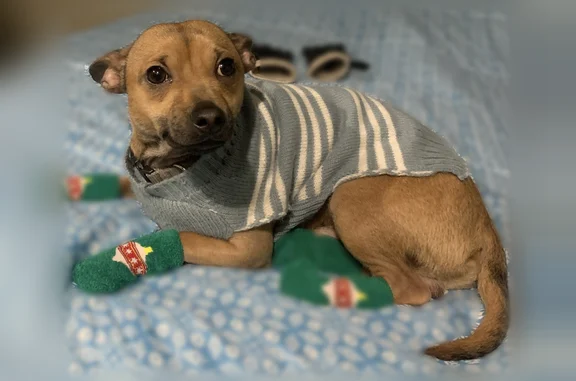 Lost male dog, South 1100 East, Salt Lake City - photo