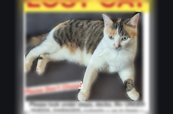 Lost cat, Autumn Park West, Bangor - female gray and white calico - photo