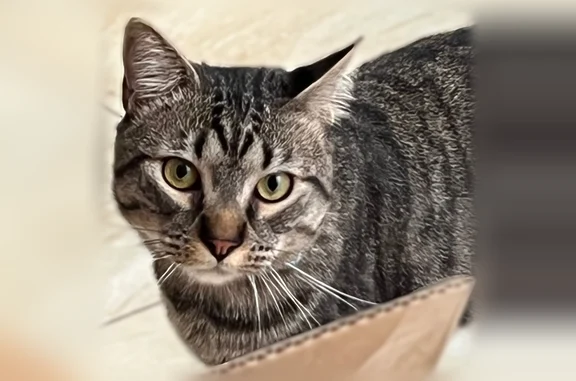 Lost cat, Jefferson Street, Newark - male named Tito - photo