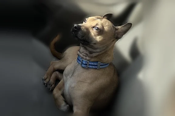 Lost dog, 1100 East, Salt Lake City - male with blue collar - photo