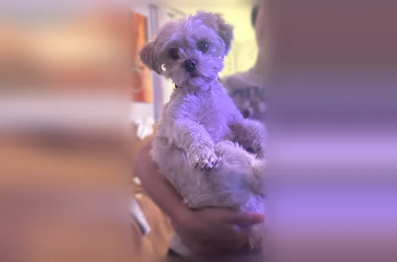 Lost dog, Windsor Mill Road, Lochearn - female Chihuahua mix - photo