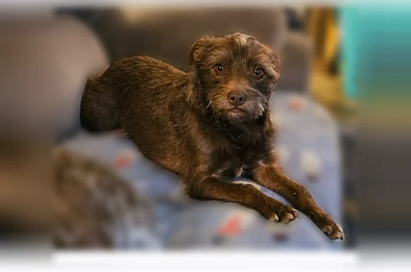 Missing dog Female, Lumberport (usl535312) - photo