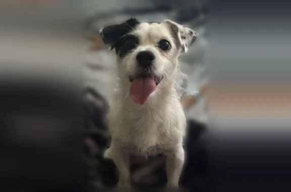 Lost male dog, Squire Hill Court, Meadowbrook - small white with black ear - photo