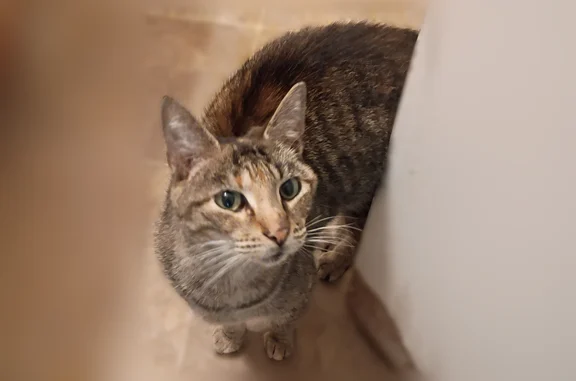 Lost and found pets Kansas City, photo: Found female cat, Cambridge Avenue, Kansas City - young calico