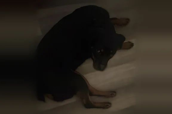 Lost female dog, Dunlinden Acres, Newport - friendly and shy - photo