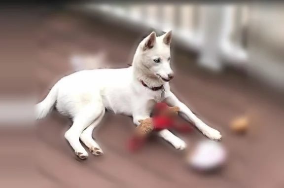 Lost dog, Dameron Road, Bessemer City - female with blue eyes - photo