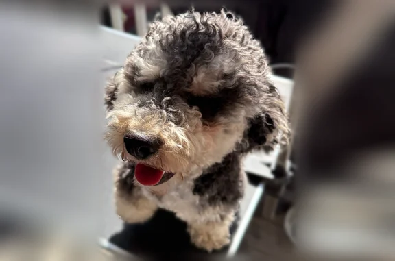 Lost dog, Niagara Street, 112, Providence - male with blonde paws - photo