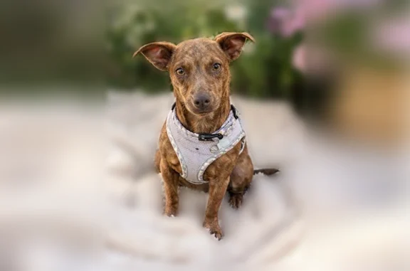 Lost dog, Northwest Colorado Avenue, Bend - female brindle chihuahua - photo