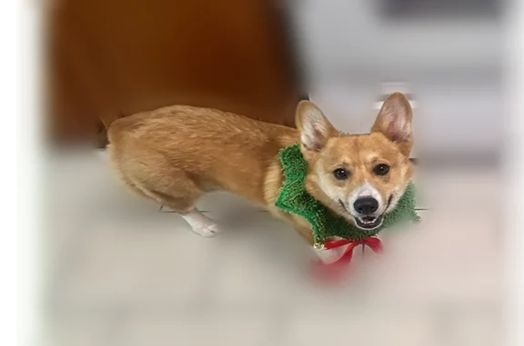 Lost dog, River Street, Belton - 2-year-old neutered male Pembroke corgi - photo