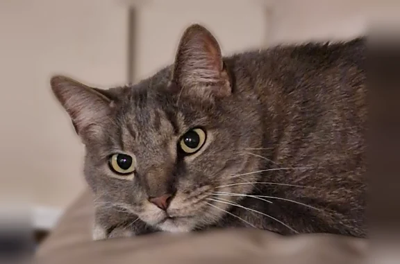 Lost male cat, Covington Way, Conway - large gray tabby - photo