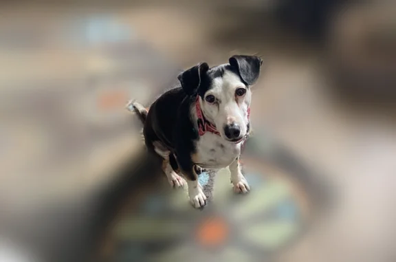 Lost dog, Cloud Cap Avenue, Pagosa Springs - female mixed breed - photo