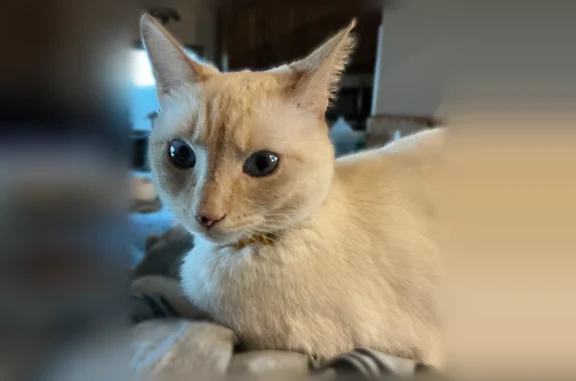 Lost cat, North Soaring Eagle Drive, Timberline-Fernwood - black freckles on nose - photo