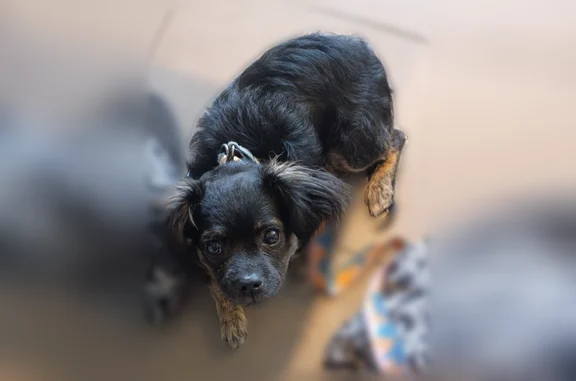 Lost dog, Lewis Avenue, Las Vegas - small black puppy - photo