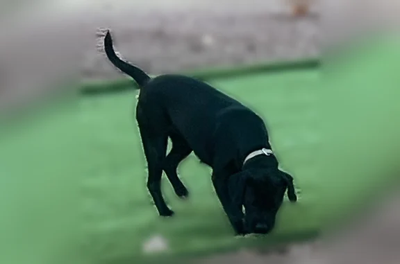 Lost dog, Soledad Way, North Las Vegas - black with white chest fur - photo