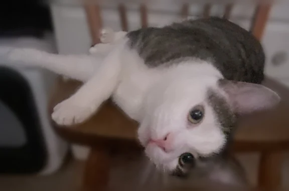 Lost male cat, Ward Street, Waterbury - responds to Greggy - photo