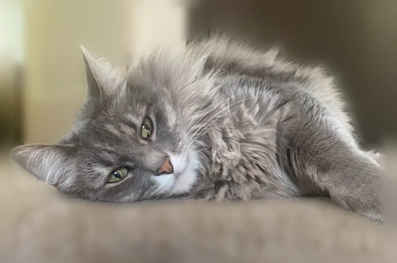 Lost female cat, Peterson Lane, Santa Rosa - grey Mainecoon mix - photo