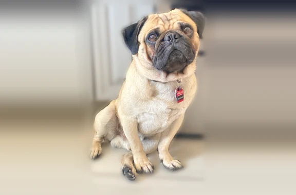 Lost dog, Wengert Avenue, Las Vegas - male Pug wearing a collar - photo