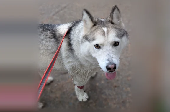Found dog, Northeast Aquilla Court, 7702, Vancouver - female husky - photo