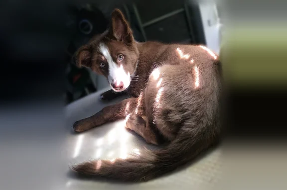 Lost dog, Southwest 89th Avenue, Miami - female with brown fur and unique eyes - photo