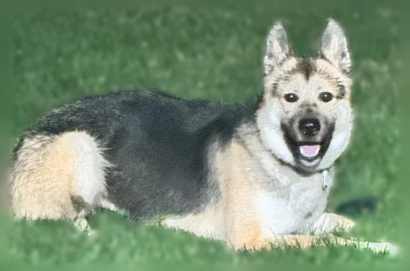 Lost dog, West Allerton Avenue, Greenfield - female German Shepherd - photo